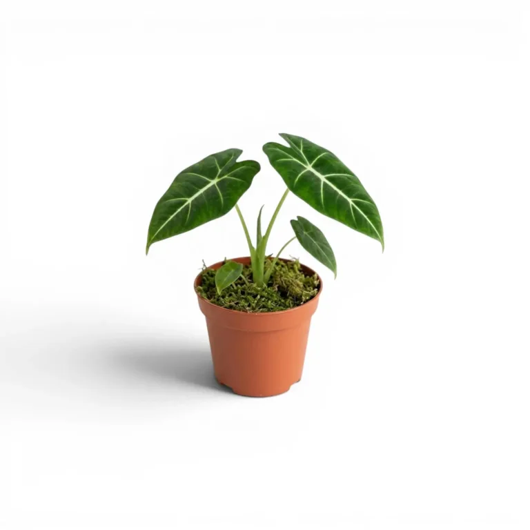 Алоказия Мишольца — фото 3