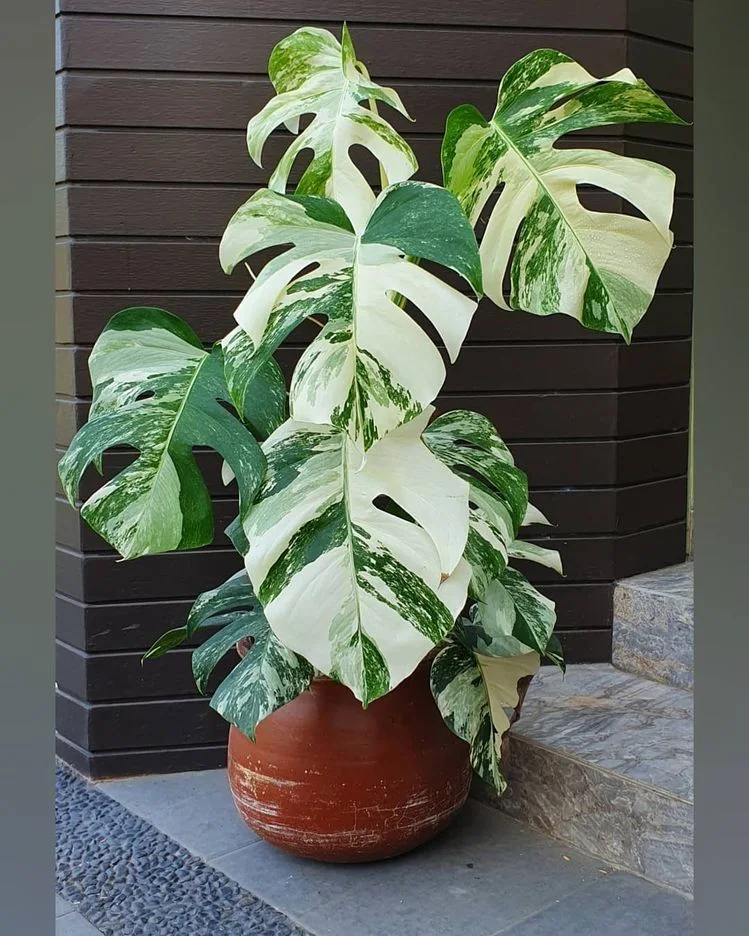 Монстера Альбо