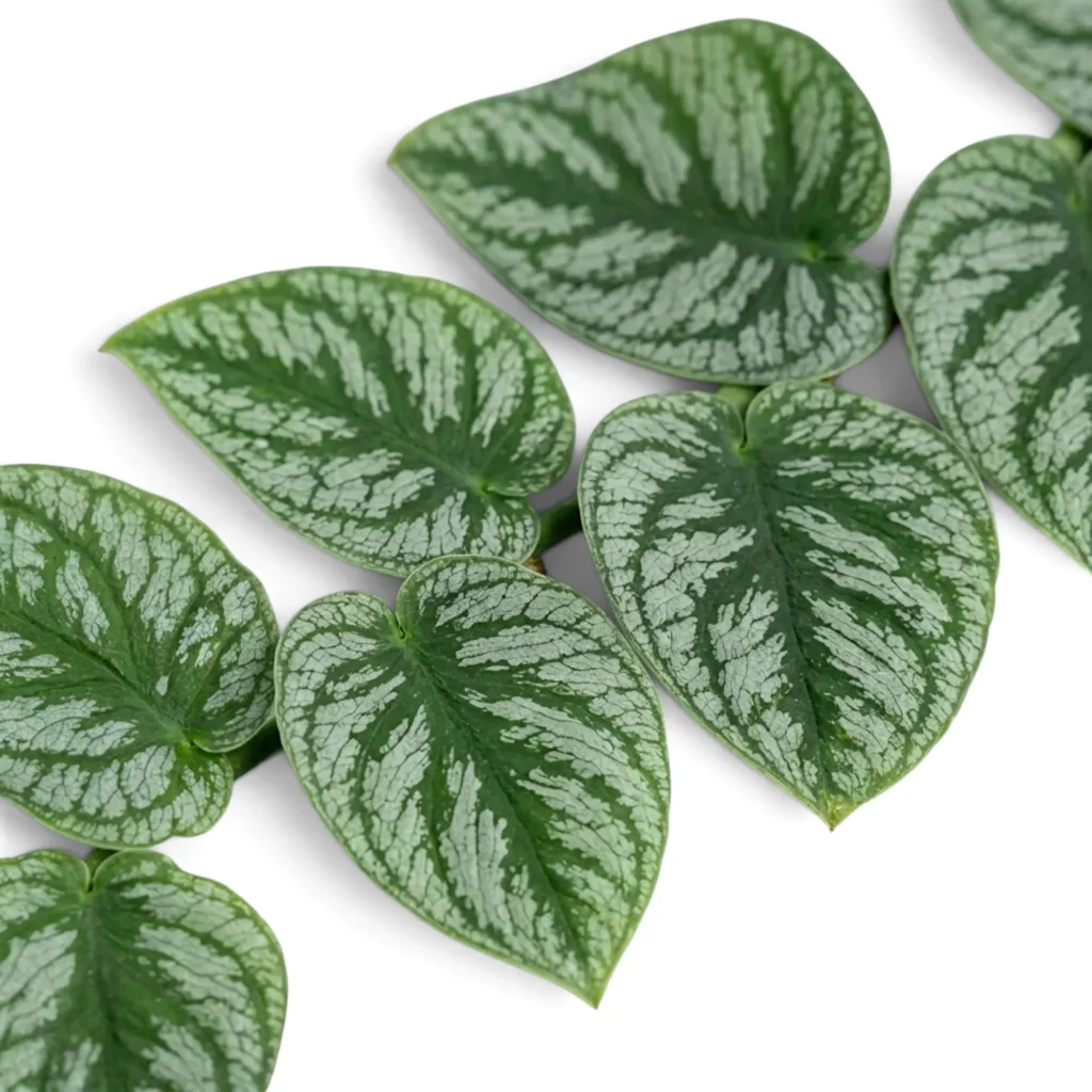 Монстера дубия — фото 1
